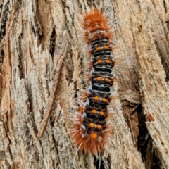 Chelepteryx collesi at Lions Youth Haven - Westwood Farm A.C.T. - 9 Dec 2023 11:22 AM