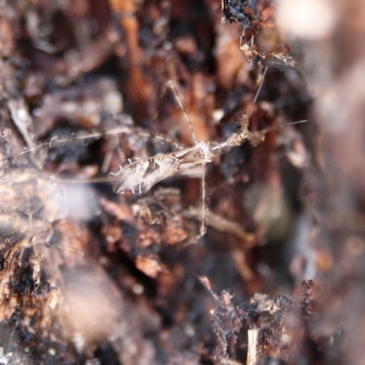 Stenolemus sp. (genus) (Thread-legged assassin bug) at Higgins, ACT - 6 Dec 2023 by Trevor