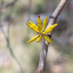 Eucalyptus stellulata at Native Dog TSR - 9 Dec 2023