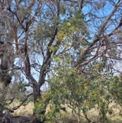 Eucalyptus stellulata at Native Dog TSR - 9 Dec 2023 12:46 PM