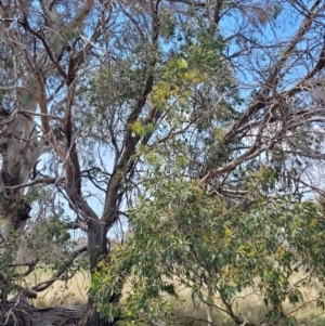 Eucalyptus stellulata at Native Dog TSR - 9 Dec 2023 12:46 PM