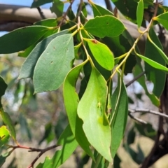 Eucalyptus stellulata at Native Dog TSR - 9 Dec 2023 12:46 PM