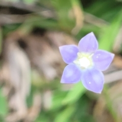 Wahlenbergia multicaulis (Tadgell's Bluebell) at Jincumbilly, NSW - 9 Dec 2023 by trevorpreston