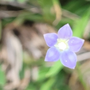 Wahlenbergia multicaulis at Jincumbilly, NSW - 9 Dec 2023 12:44 PM