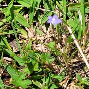 Wahlenbergia multicaulis at Jincumbilly, NSW - 9 Dec 2023 12:44 PM