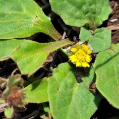 Cymbonotus sp. (preissianus or lawsonianus) (Bears Ears) at Jincumbilly, NSW - 9 Dec 2023 by trevorpreston