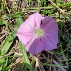 Convolvulus angustissimus subsp. angustissimus (Australian Bindweed) at Jincumbilly, NSW - 9 Dec 2023 by trevorpreston