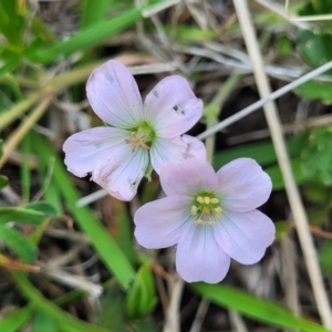 Geranium sp. Narrow lobes (G.S.Lorimer 1771) Vic. Herbarium at Native Dog TSR - 9 Dec 2023 12:43 PM