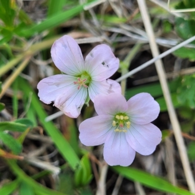 Geranium sp.3 at Native Dog TSR - 9 Dec 2023 by trevorpreston