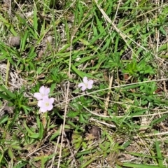 Geranium sp.3 at Native Dog TSR - 9 Dec 2023