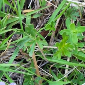 Geranium sp.3 at Native Dog TSR - 9 Dec 2023