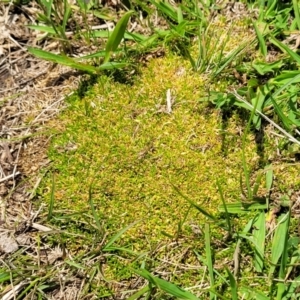 Scleranthus biflorus at Jincumbilly, NSW - 9 Dec 2023