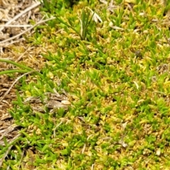 Scleranthus biflorus at Jincumbilly, NSW - 9 Dec 2023