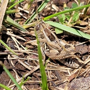 Brachyexarna lobipennis at Jincumbilly, NSW - 9 Dec 2023