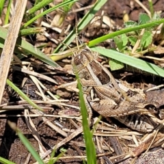 Brachyexarna lobipennis at Jincumbilly, NSW - 9 Dec 2023