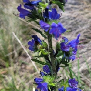 Echium vulgare at Jincumbilly, NSW - 9 Dec 2023