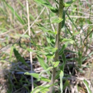 Echium vulgare at Jincumbilly, NSW - 9 Dec 2023