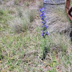 Echium vulgare at Jincumbilly, NSW - 9 Dec 2023