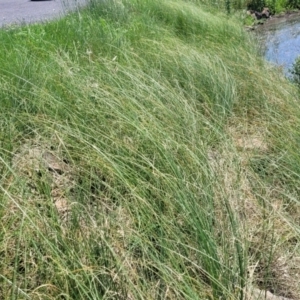 Carex bichenoviana at Black Lake & Black Lake TSR (near Bibbenluke) - 9 Dec 2023 12:17 PM