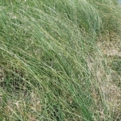 Carex bichenoviana at Black Lake & Black Lake TSR (near Bibbenluke) - 9 Dec 2023 12:17 PM