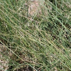 Carex bichenoviana at Black Lake & Black Lake TSR (near Bibbenluke) - 9 Dec 2023 12:17 PM