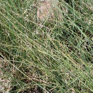 Carex bichenoviana at Black Lake & Black Lake TSR (near Bibbenluke) - 9 Dec 2023 12:17 PM