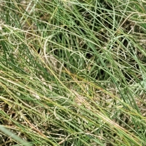 Carex bichenoviana at Black Lake & Black Lake TSR (near Bibbenluke) - 9 Dec 2023 12:17 PM