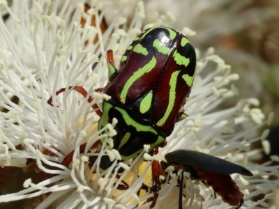 Eupoecila australasiae (Fiddler Beetle) at Wodonga - 10 Dec 2023 by KylieWaldon