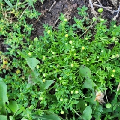 Cotula australis (Common Cotula, Carrot Weed) at Black Lake & Black Lake TSR (near Bibbenluke) - 9 Dec 2023 by trevorpreston