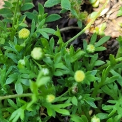 Cotula australis at Black Lake & Black Lake TSR (near Bibbenluke) - 9 Dec 2023