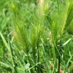 Hordeum sp. (A Barley Grass) at Black Lake & Black Lake TSR (near Bibbenluke) - 9 Dec 2023 by trevorpreston
