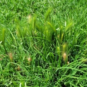 Hordeum sp. at Black Lake & Black Lake TSR (near Bibbenluke) - 9 Dec 2023