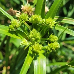 Cyperus eragrostis at Black Lake & Black Lake TSR (near Bibbenluke) - 9 Dec 2023