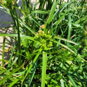 Cyperus eragrostis at Black Lake & Black Lake TSR (near Bibbenluke) - 9 Dec 2023