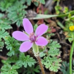 Erodium cicutarium at Black Lake & Black Lake TSR (near Bibbenluke) - 9 Dec 2023