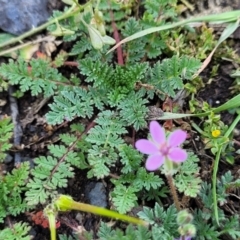 Erodium cicutarium at Black Lake & Black Lake TSR (near Bibbenluke) - 9 Dec 2023