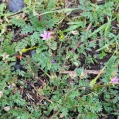 Erodium cicutarium at Black Lake & Black Lake TSR (near Bibbenluke) - 9 Dec 2023