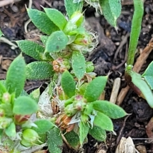 Paronychia brasiliana at Black Lake & Black Lake TSR (near Bibbenluke) - 9 Dec 2023