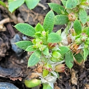 Paronychia brasiliana at Black Lake & Black Lake TSR (near Bibbenluke) - 9 Dec 2023