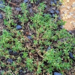 Paronychia brasiliana at Black Lake & Black Lake TSR (near Bibbenluke) - 9 Dec 2023