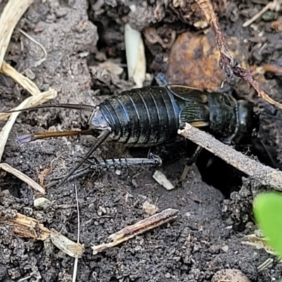 Velarifictorus (Buangina) diminuens (Diminutive Roadside Field Cricket) at Black Lake & Black Lake TSR (near Bibbenluke) - 9 Dec 2023 by trevorpreston