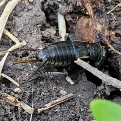 Velarifictorus (Buangina) diminuens at Black Lake & Black Lake TSR (near Bibbenluke) - 9 Dec 2023