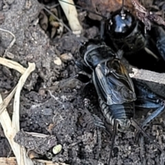 Velarifictorus (Buangina) diminuens at Black Lake & Black Lake TSR (near Bibbenluke) - 9 Dec 2023