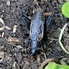 Velarifictorus (Buangina) diminuens at Black Lake & Black Lake TSR (near Bibbenluke) - 9 Dec 2023