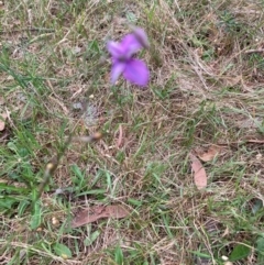 Arthropodium fimbriatum (Nodding Chocolate Lily) at Bruce, ACT - 9 Dec 2023 by lyndallh