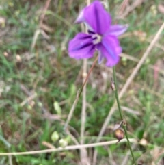 Arthropodium fimbriatum at Bruce, ACT - 10 Dec 2023