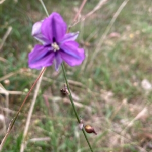 Arthropodium fimbriatum at Bruce, ACT - 10 Dec 2023 08:52 AM