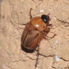 Cyclocephala signaticollis (Argentinian scarab) at Wanniassa, ACT - 9 Dec 2023 by JohnBundock