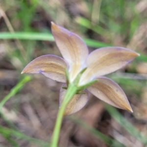 Wahlenbergia luteola at Black Lake & Black Lake TSR (near Bibbenluke) - 9 Dec 2023