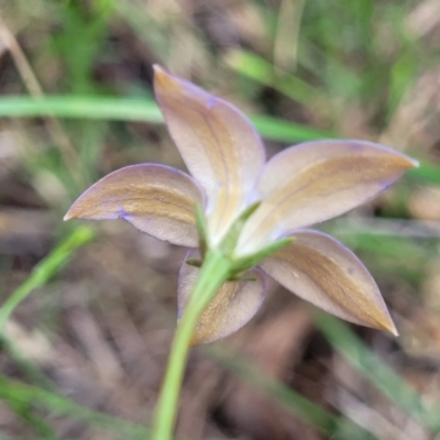 Wahlenbergia luteola (Yellowish Bluebell) at Black Lake & Black Lake TSR (near Bibbenluke) - 9 Dec 2023 by trevorpreston